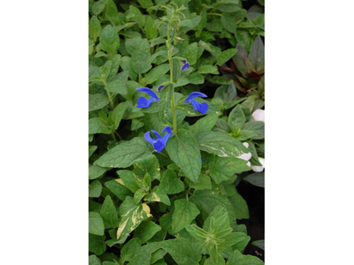 Salvia patens