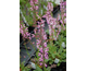 Salvia pratensis Rose Rhapsody