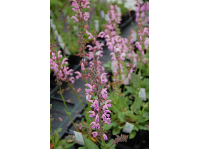 Salvia pratensis