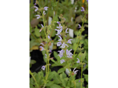 Salvia pratensis