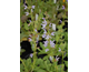 Salvia pratensis Sky Dance