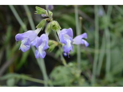 Salvia ringens