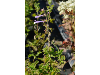 Salvia scabra