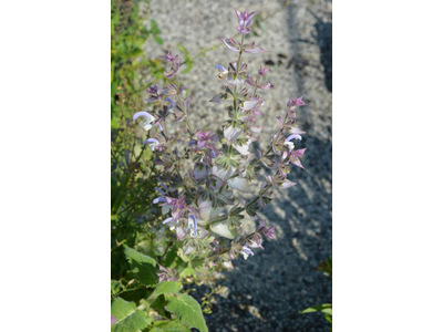 Salvia sclarea var. turkestanica