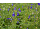 Salvia x jamensis Bleu Armor