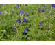 Salvia x jamensis