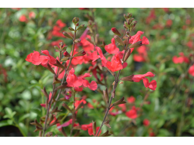 Salvia x jamensis