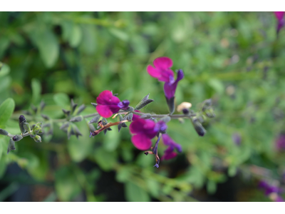 Salvia x jamensis