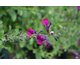 Salvia x jamensis Violette de Loire ®
