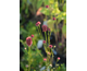 Sanguisorba Proud Mary
