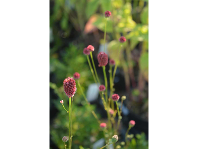 Sanguisorba