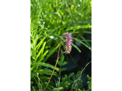 Sanguisorba hakusanensis