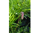 Sanguisorba hakusanensis None