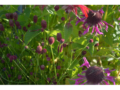 Sanguisorba officinalis