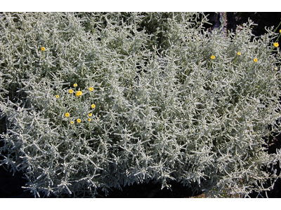 Santolina chamaecyparissus