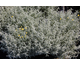 Santolina chamaecyparissus 