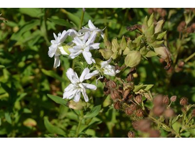 Saponaria officinalis