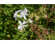 Saponaria officinalis