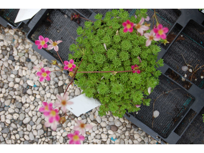 Saxifraga x arendsii