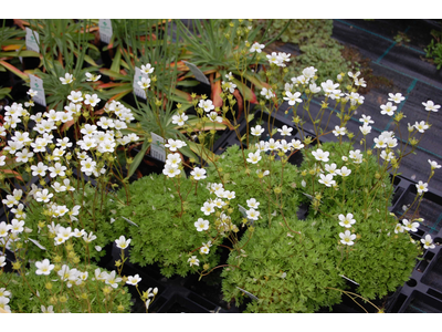 Saxifraga x arendsii