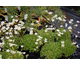 Saxifraga x arendsii White Carpet