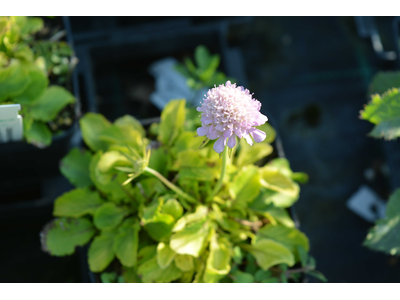 Scabiosa japonica var.alpina