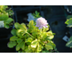 Scabiosa japonica var.alpina Pink Diamonds