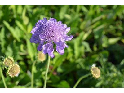 Scabiosa