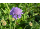 Scabiosa Mariposa Blue