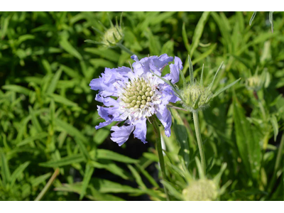 Scabiosa caucasica