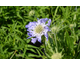 Scabiosa caucasica