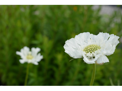 Scabiosa caucasica