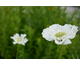 Scabiosa caucasica Isaac House