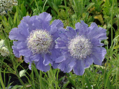 Scabiosa caucasica