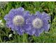 Scabiosa caucasica