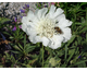 Scabiosa caucasica Perfecta Alba