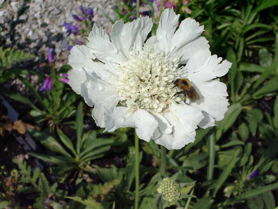 Scabiosa caucasica