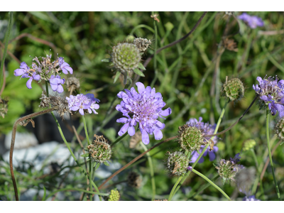 Scabiosa columbaria