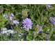Scabiosa columbaria Butterfly Blue