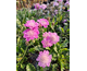 Scabiosa columbaria