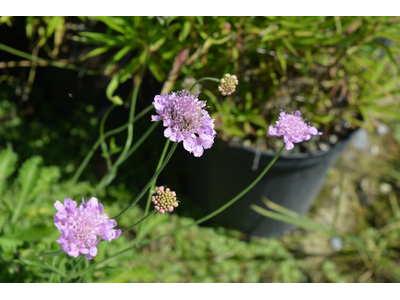 Scabiosa columbaria