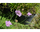 Scabiosa columbaria Pink Mist