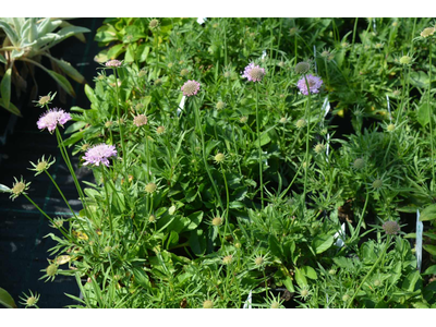 Scabiosa columbaria f. nana