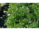 Scabiosa columbaria f. nana Pincushion Pink