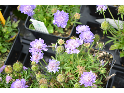 Scabiosa japonica var. alpina