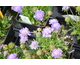 Scabiosa japonica var. alpina Ritz Blue