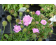 Scabiosa japonica var. alpina Ritz Rose