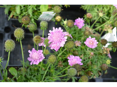 Scabiosa japonica var. alpina