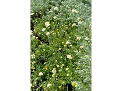 Scabiosa ochroleuca