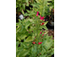 Scrophularia macrantha 